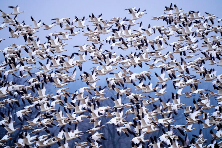 Bird tornadoes seen as snow geese make their annual flight to Arctic